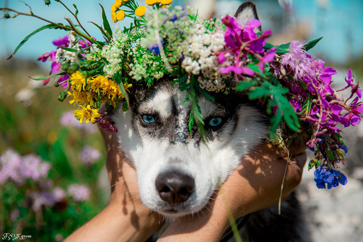 Сказочные хаски в фотографиях