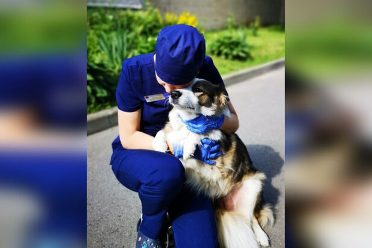Ветеринары в Зеленограде спасли собаку с выпавшими после стерилизации органами