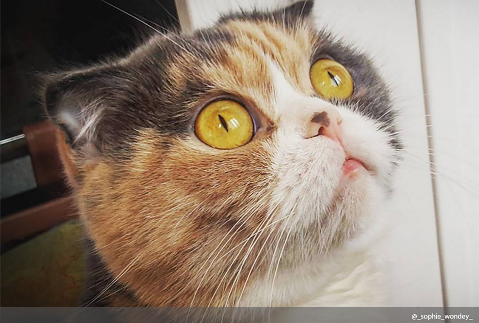10 фактов о кошках, которых вы, скорее всего, не знали домашние животные,интересное