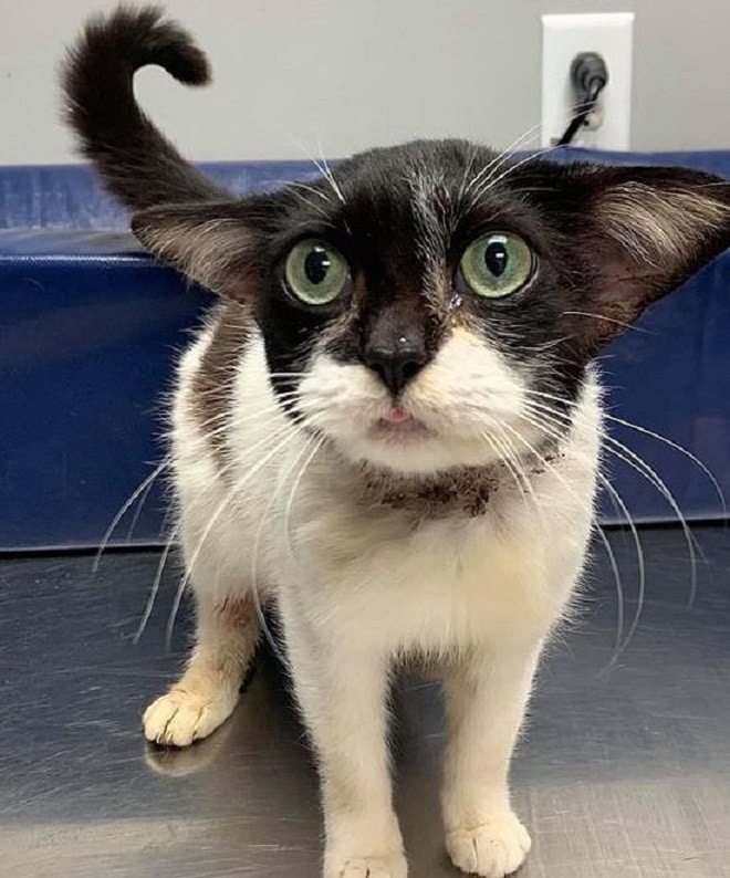 Испуганная кошка