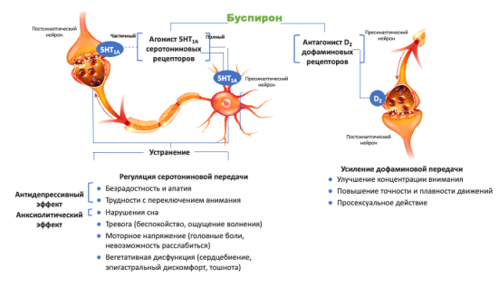 Механизм действия и спектр фармакологической активности буспирона