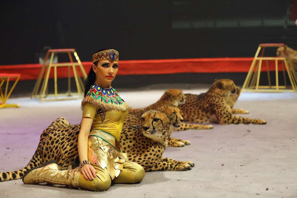 6 вопросов дрессировщице о гепардах, укротителях и змеях в квартире 6 вопросов дрессировщице о гепардах, укротителях и змеях в квартире дрессировщики,животные,интересное,люди