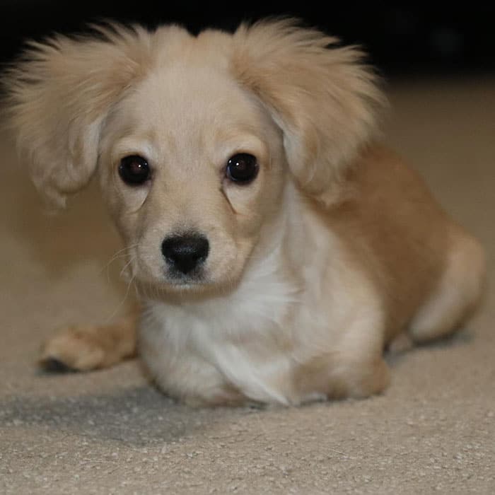 щенок-инвалид