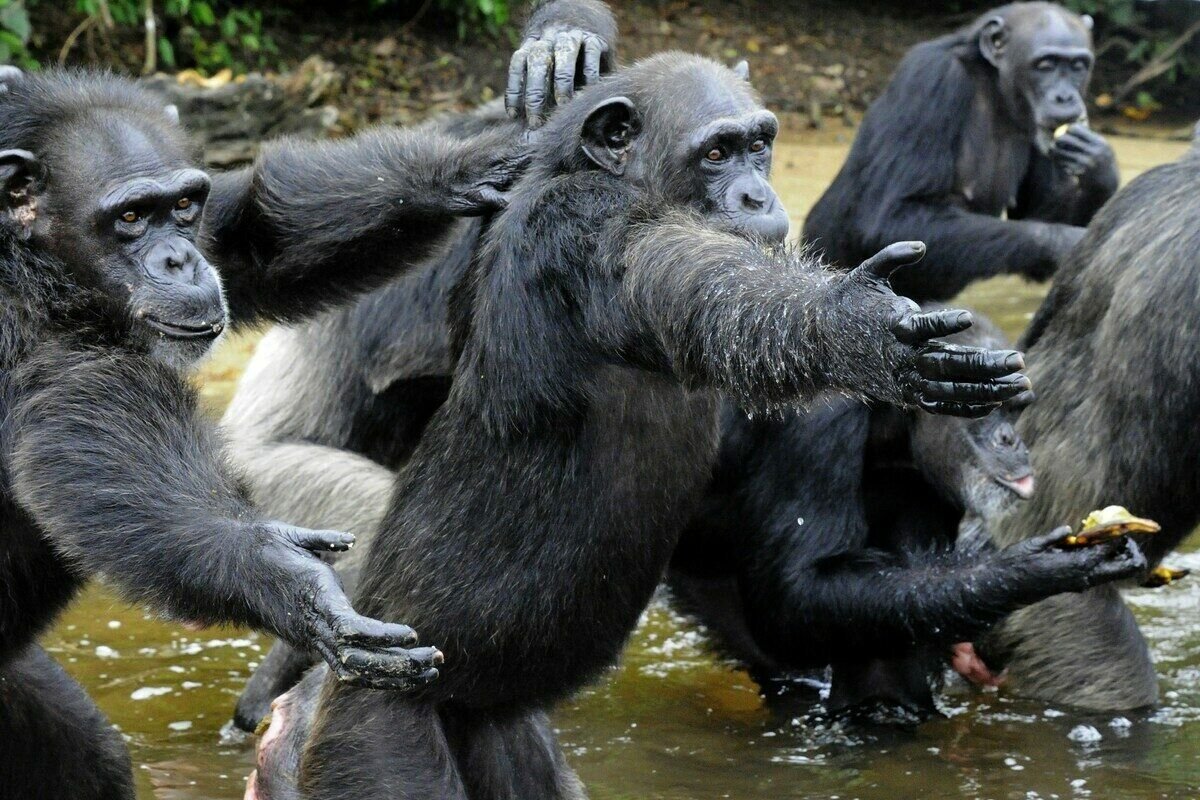 Самостоятельно посещать остров обезьян не рекомендуют — шимпанзе часто бывают агрессивными/ © account.travel