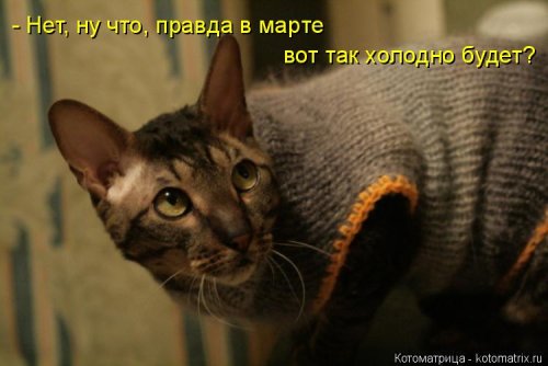 Лучшая котоматрица недели смешные картинки