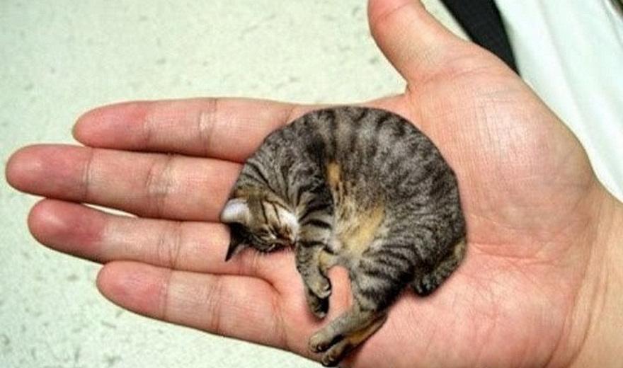 Самая маленькая кошка в мире: как выглядит