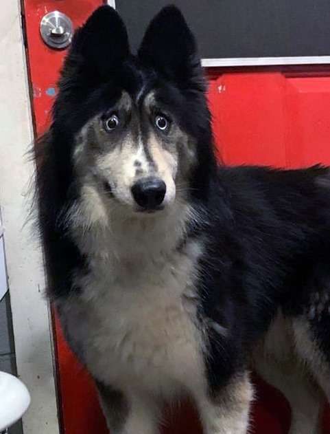 собака в приюте