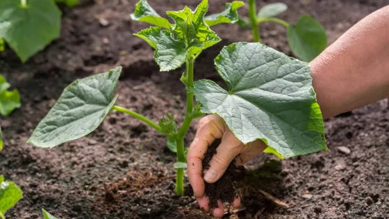 Что нужно добавить под куст, чтобы огурцы начали плодоносить в 5 раз активнее