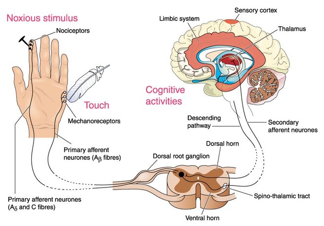 Болевые рецепторы в нашем теле сначала передают информацию в спинной мозг, откуда она поступает в головной мозг