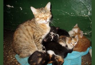 Как подъездная кошка чуть не стала королевой красоты