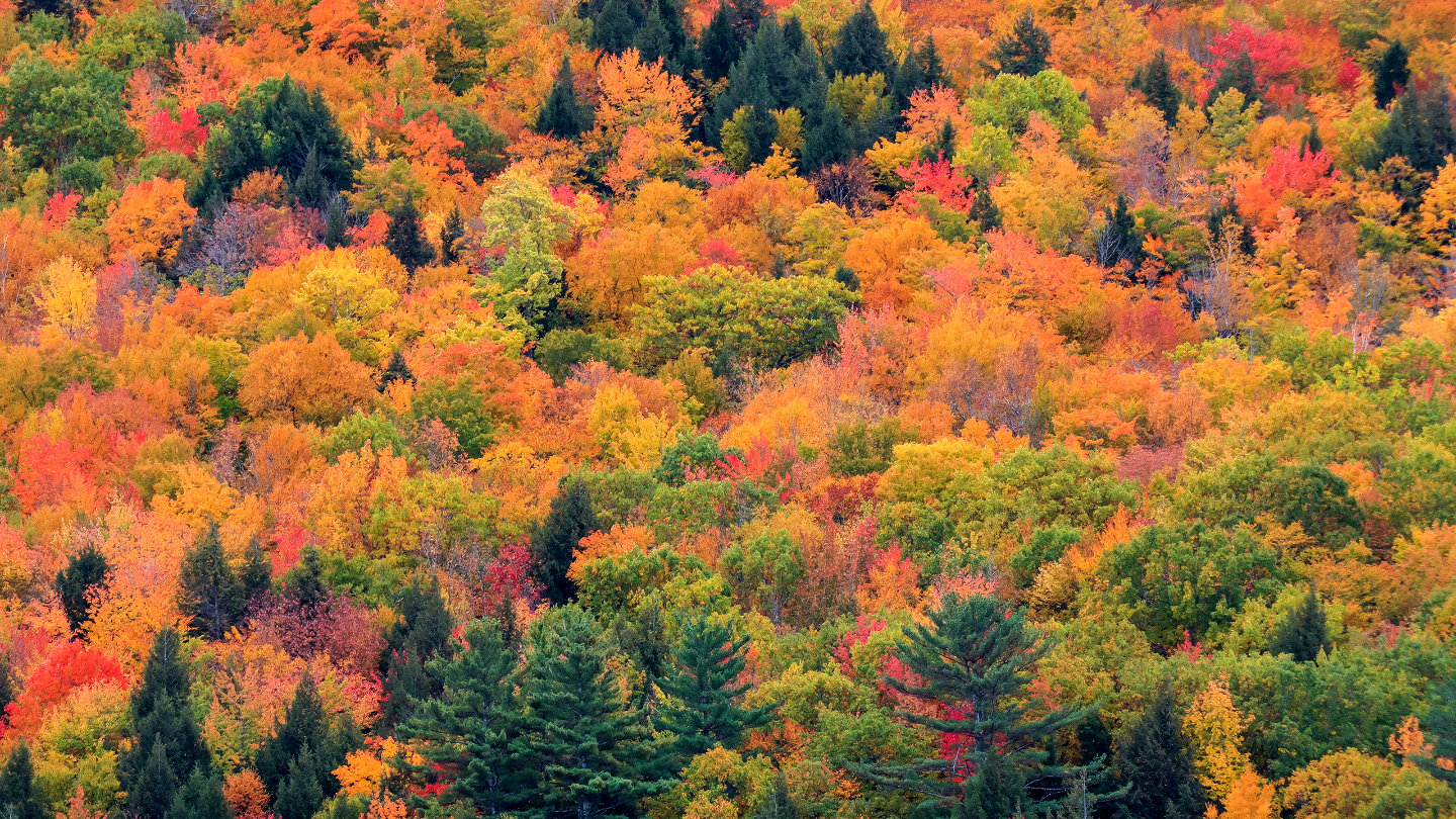 Смешанные леса: почему вместе деревья растут лучше, чем по отдельности Смешанные леса: почему вместе деревья растут лучше, чем по отдельности деревья, более, разных, разные, деревьев, породы, растут, видов, собой, смешанном, поразному, сообществе, могут, может, березовых, отличие, чистых, России, ельников, такие