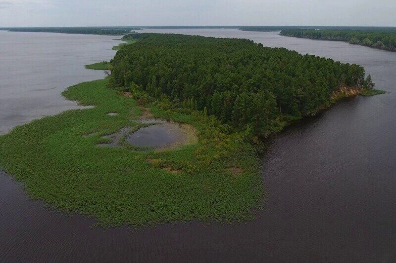 Остров Святовский Мох на Рыбинском водохранилище/ © cherinfo.ru