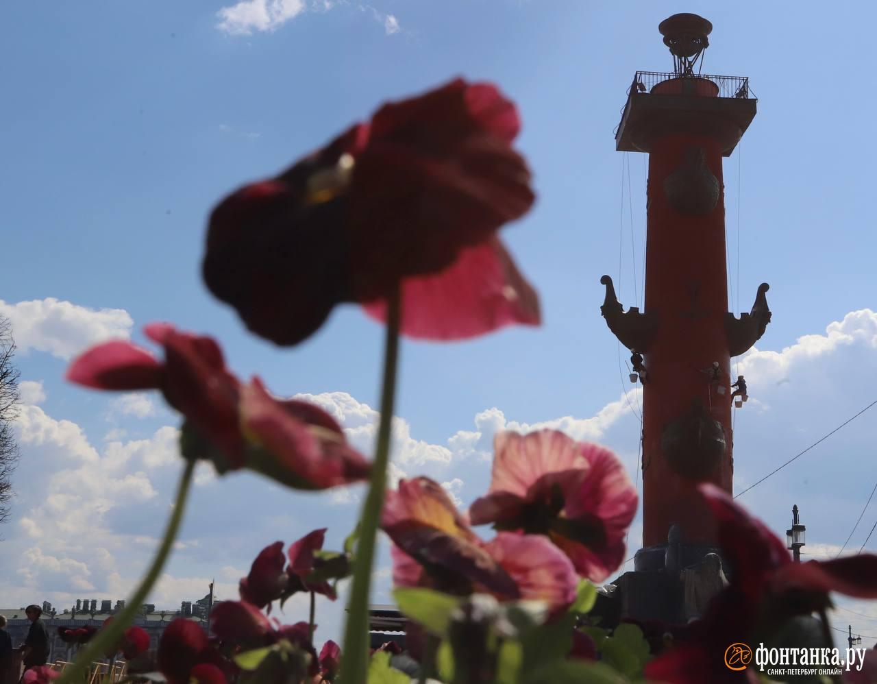 В преддверии Дня победы в Петербурге подкрашивают ростральные колонны