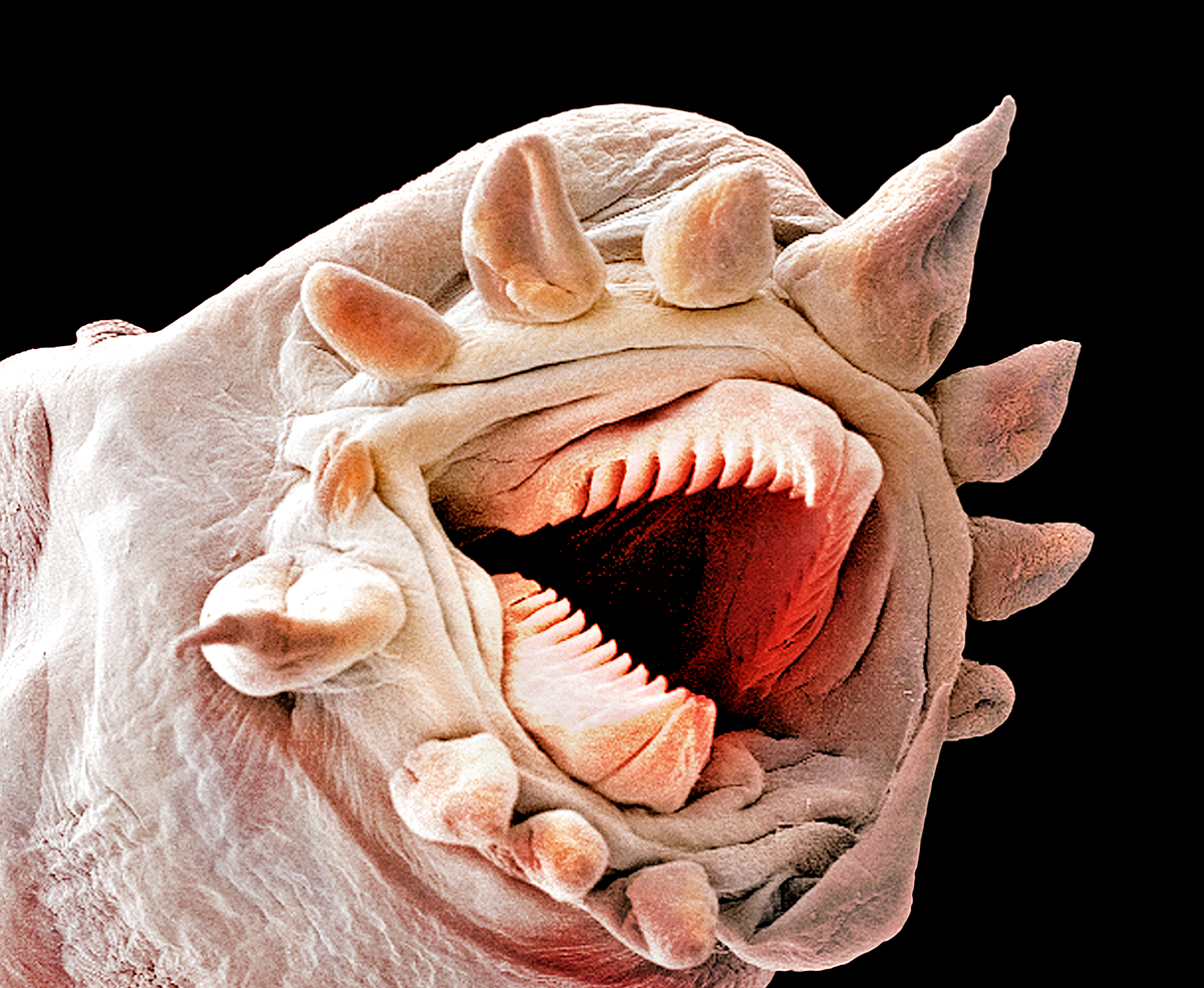 Наука: там, где живут чудовища Наука: там, где живут чудовища наука,чудовища, батискаф, океан, рыбы, черные курильщики