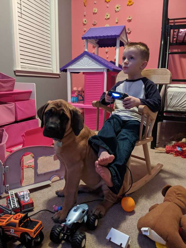 мальчик и пёс