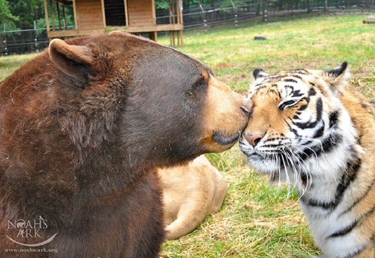 Медведь, лев и тигр — лучшие друзья, которые неразлучны вот уже 15 лет! дружба,животные,интересное,позитив