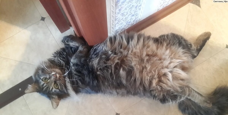 Жизненной мудрости я учусь у кота! Жизненной мудрости я учусь у кота! Барсик, произошли, дверь, ладно, чтобы, знаешь, обманул, Васька, подумал, перед, порвут, ТЫГЫДЫМ, Кошечка, когтями, никогда, Теперь, мышей, хочет, спрыгивает, стоит