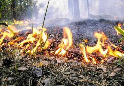 Площадь лесного пожара в Туапсинском районе за ночь выросла вдвое