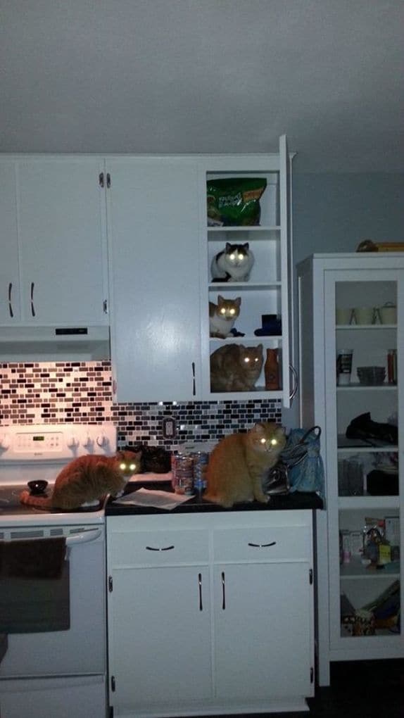 They Almost Completed The Ladder To The Food Before They Got Caught.