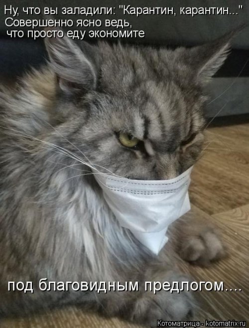 Новая котоматрица 