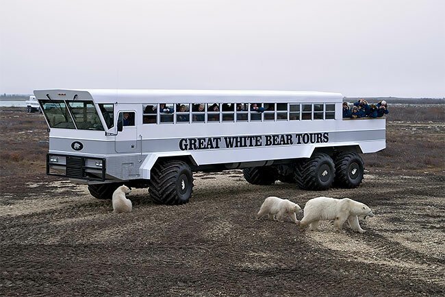 Передвижной отель в тундре: когда твои соседи - полярные медведи туризм