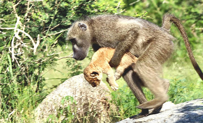 Бабуин унес львенка от львов и начал воспитывать по законам обезьян: видео