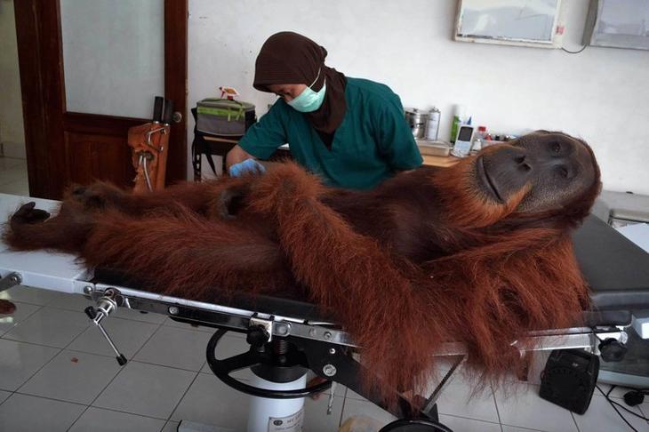 Медик осматривает орангутана, получившего огневое ранение в Индонезии Забавные фото, животные, мимишность