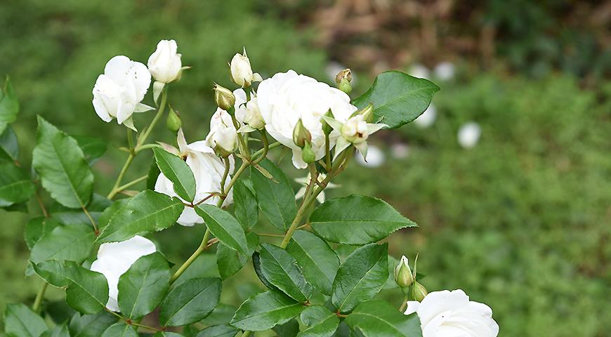 Белые розы: 10 самых красивых и устойчивых сортов белоснежных роз для посадки в цветник сорта, белые, White, названия, плетистая, цветки, флорибунда, белых, Цветки, полумахровые, крупные, очень, миниатюрная, почвопокровная, высотой, самых, Бутоны, Schneewittchen, Iceberg, кистях
