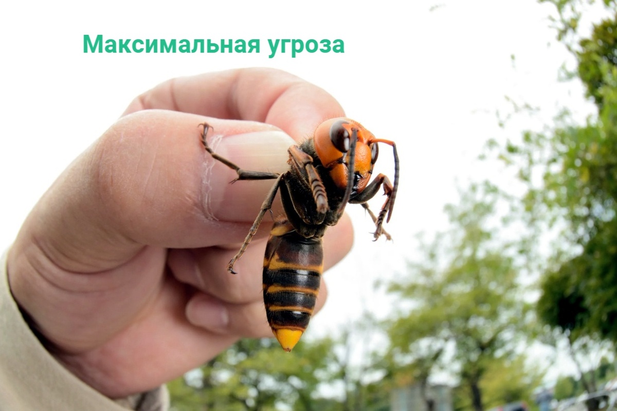 Рейтинг опасности ядовитых насекомых России: Зная это, вы будете защищены на всё лето Рейтинг опасности ядовитых насекомых России: Зная это, вы будете защищены на всё лето угрозы, насекомых, могут, человека, очень, насекомые, рядом, может, которые, муравьи, крайне, пчелиного, шершни, скорпионы, гнездо, пчелы, опасность, укола, несколько, жукнарывник