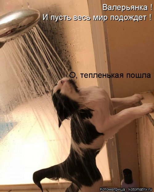 Новая котоматрица 