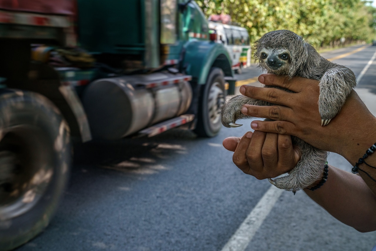 Фотография ленивца, которого браконьер держит в руках на обочине дороги.