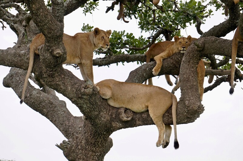 Десять львиц решили подремать на ветвистом дереве (4 фото)