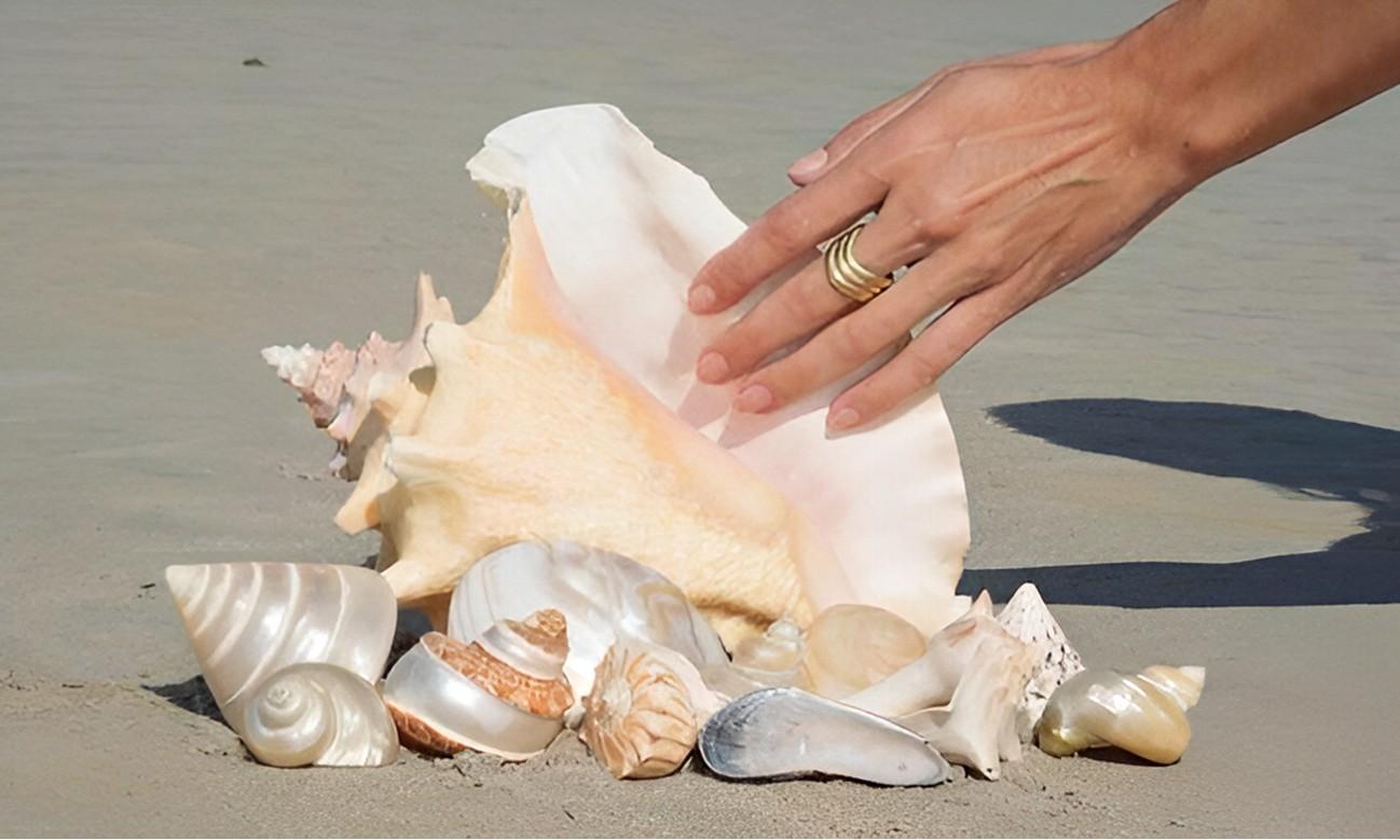 Камыши, ракушки и еще 8 вещей, которые нельзя держать дома