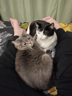 18 обитателей приюта, которые кого хочешь покорят, и моргнуть не успеешь 18 обитателей приюта, которые кого хочешь покорят, и моргнуть не успеешь