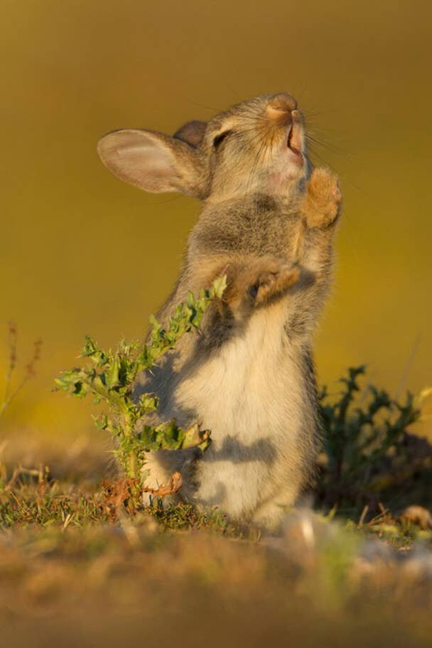 Лучшие смешные фотографии дикой природы парке, национальном, конкурса, Wildlife, дикой, Photography, IndependentБегемоты, издания, мнению, проведения, время, фотографий, лучших, несколько, КенииВот, недельное, сафарипутешествие, берег, выиграет, БеррардЛукасПобедитель