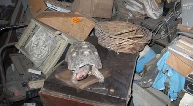 Пропавшую домашнюю черепаху нашли через 30 лет на чердаке