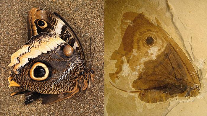«Бабочки» мезозоя Палеонтология, эволюция, насекомые, конвергенция, Интересное, наука, длиннопост