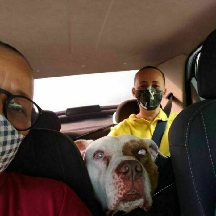 Таксист с удовольствием возит пушистых пассажиров по их делам