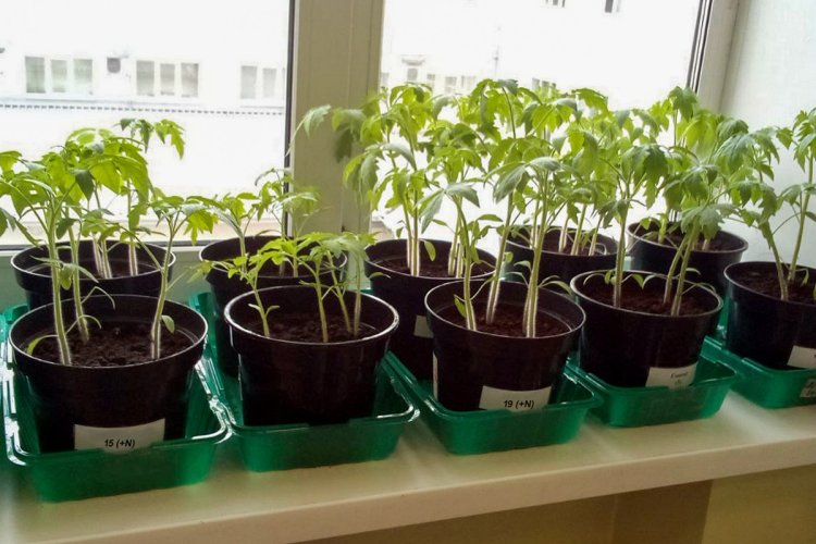 Томаты, которые выращивали биологи УрФУ во время экспериментов. Фото: пресс-служба УрФУ