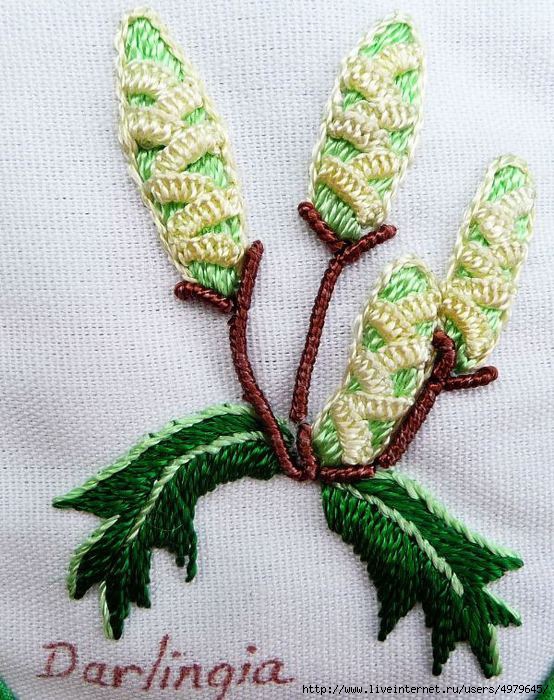 4979645_20110630_9940Darlingia (554x700, 271Kb)