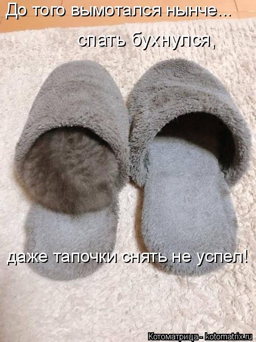 Лучшая котоматрица недели