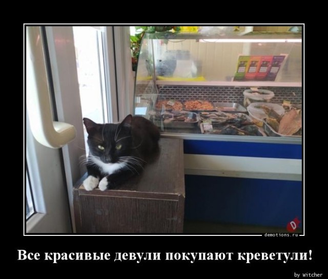 Демотиваторы для настроения: «Все красивые девули покупают креветули!» 