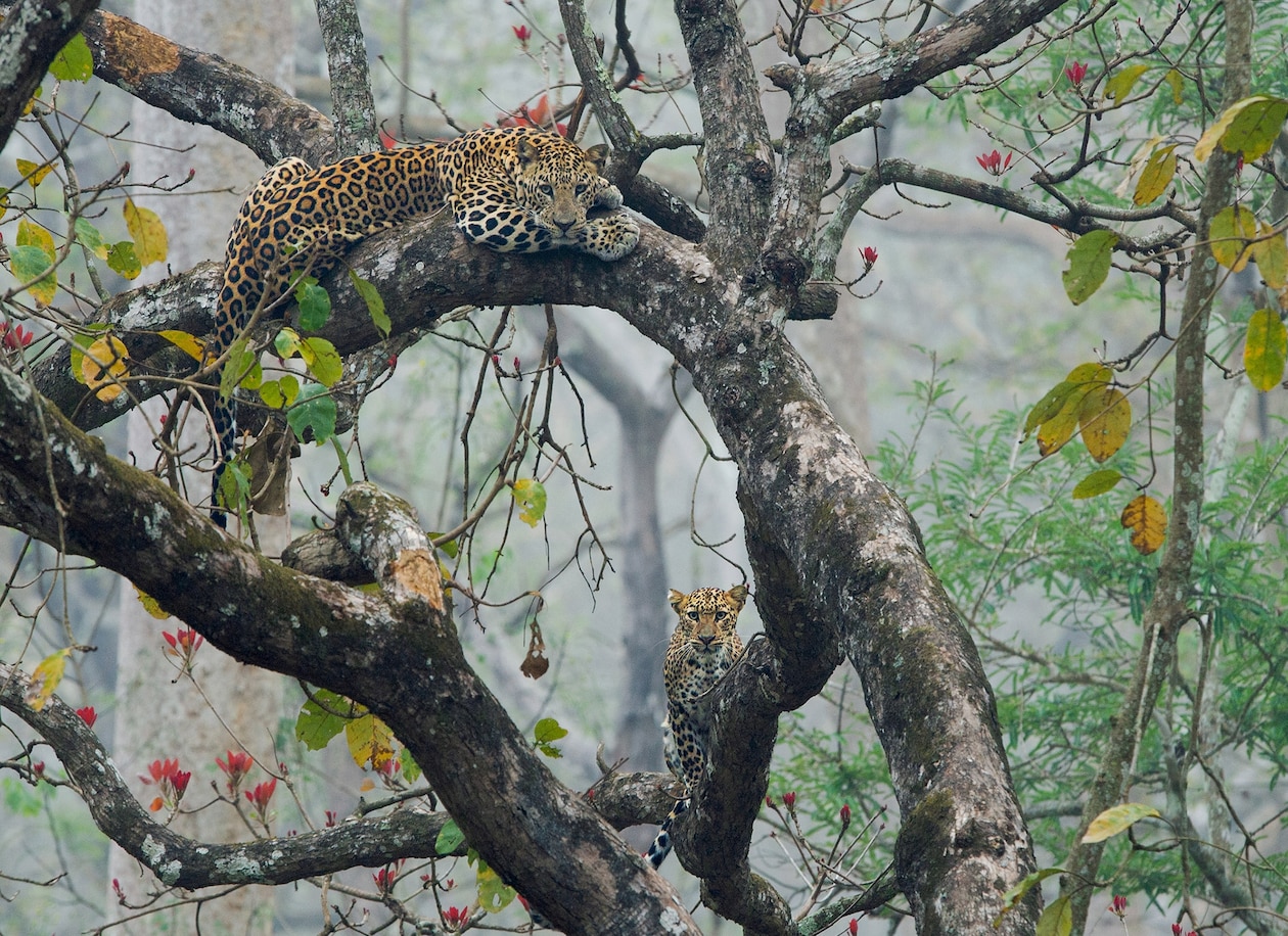 Фотография двух леопардов, сидящих рядом друг с другом на цветущем дереве.