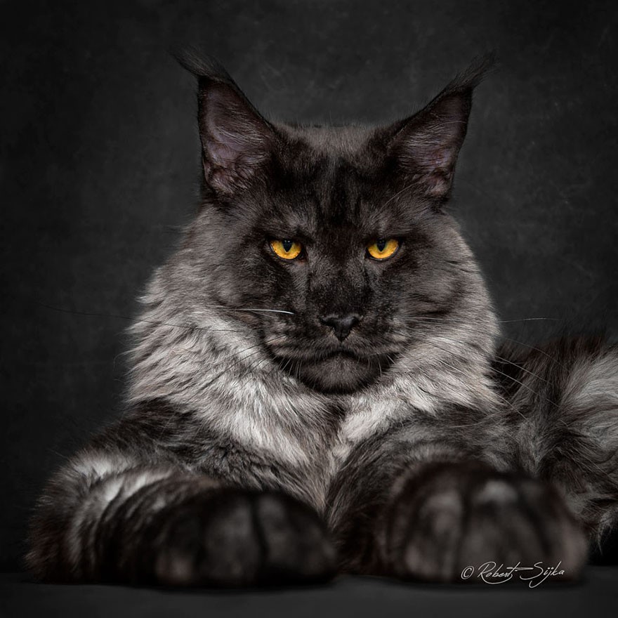 NewPix.ru - Американская енотовая кошка Maine Coon