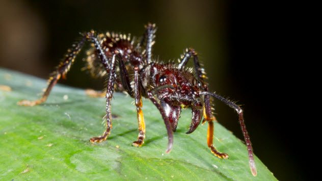Несколько самых страшных и ядовитых насекомых в мире. Часть 1