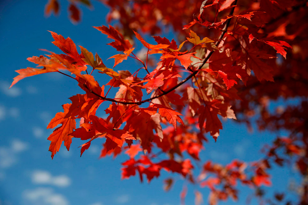 Последние дни золотой осени в фотографиях 