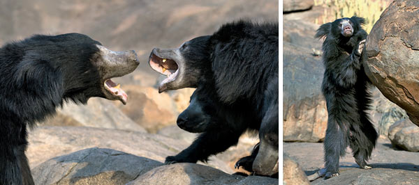 Фото №5 - Медведь-губач: соло на губе