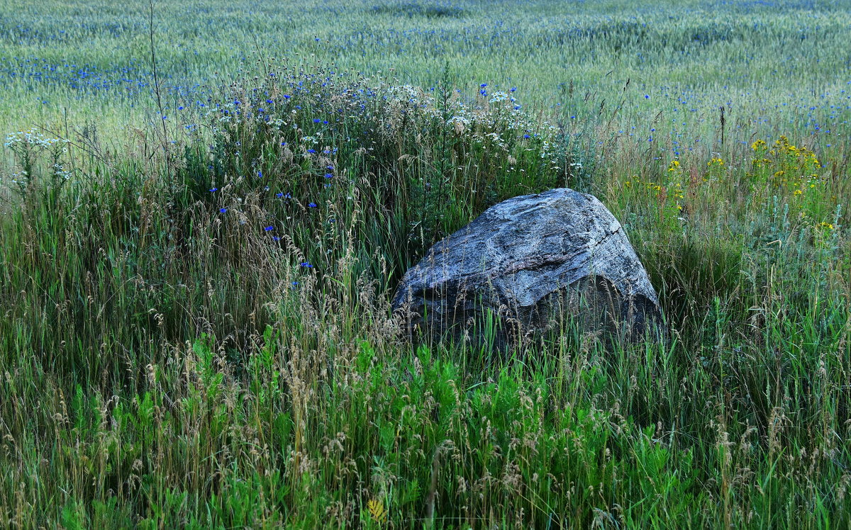 Притча Леонардо да Винчи. Камень и дорога Притча Леонардо да Винчи. Камень и дорога Отдых