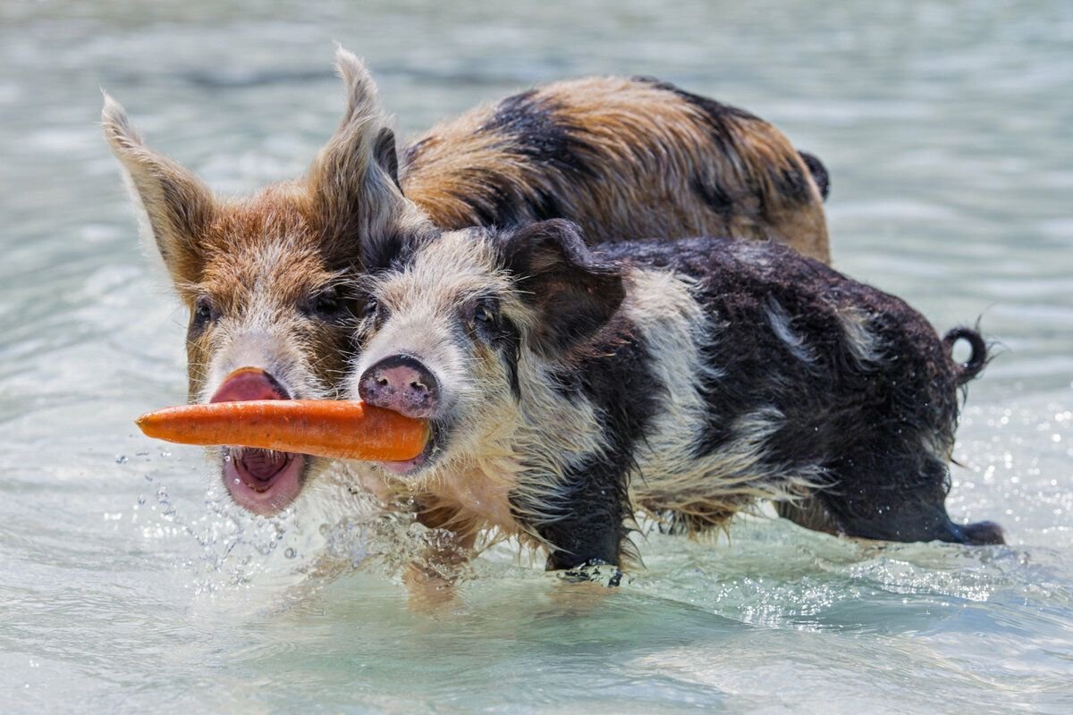 Свиньи необитаемого багамского острова прекрасно умеют плавать/ © zagge.ru
