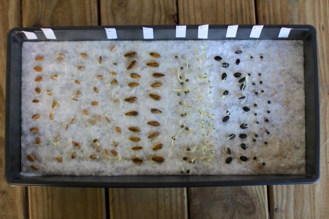 23 гениальные хитрости, которые пригодятся в саду 23 гениальные хитрости, которые пригодятся в саду дача,полезные советы,сад и огород